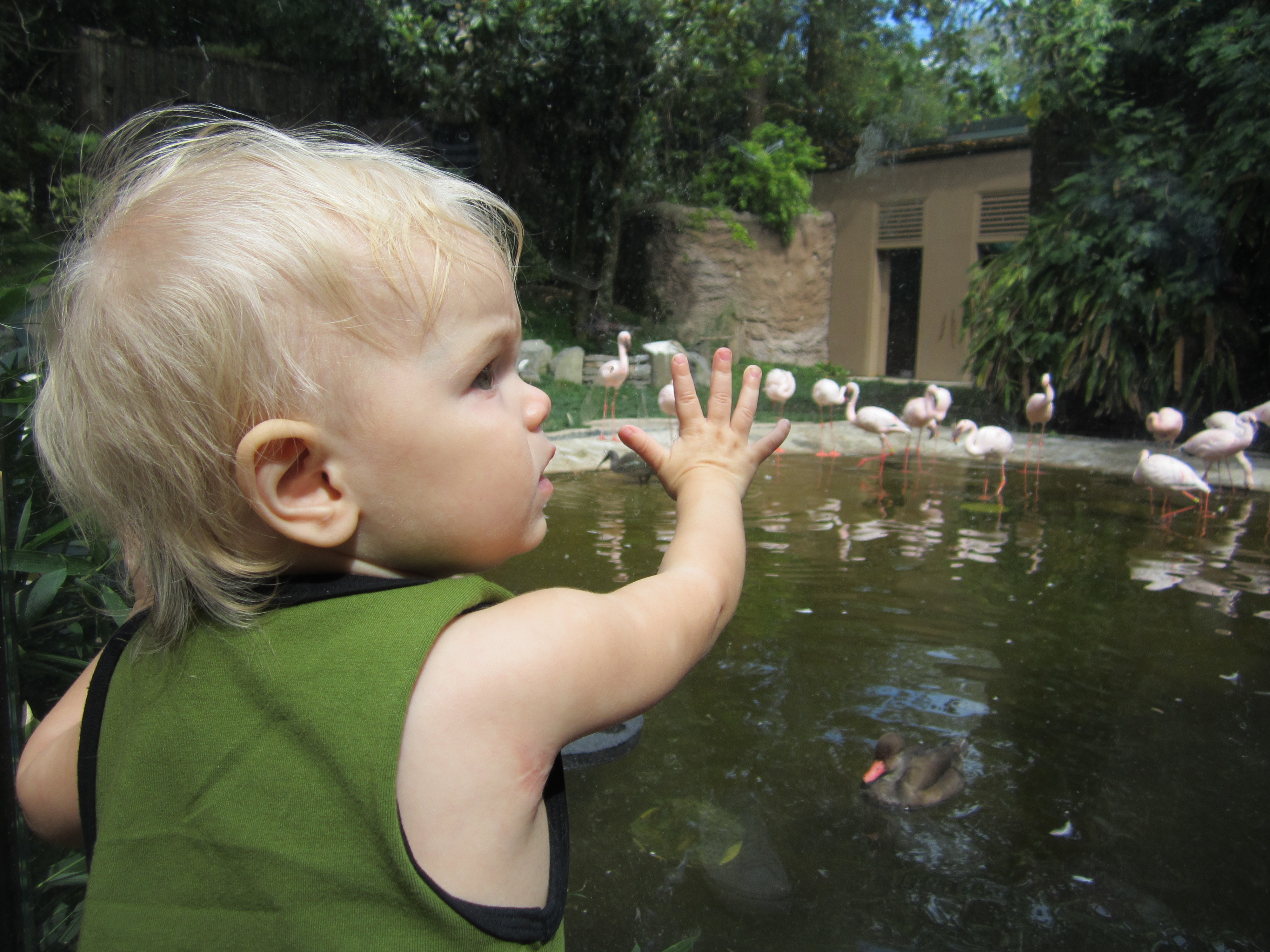 Oregon Zoo - flamingos - Ten Thousand Hour Mama