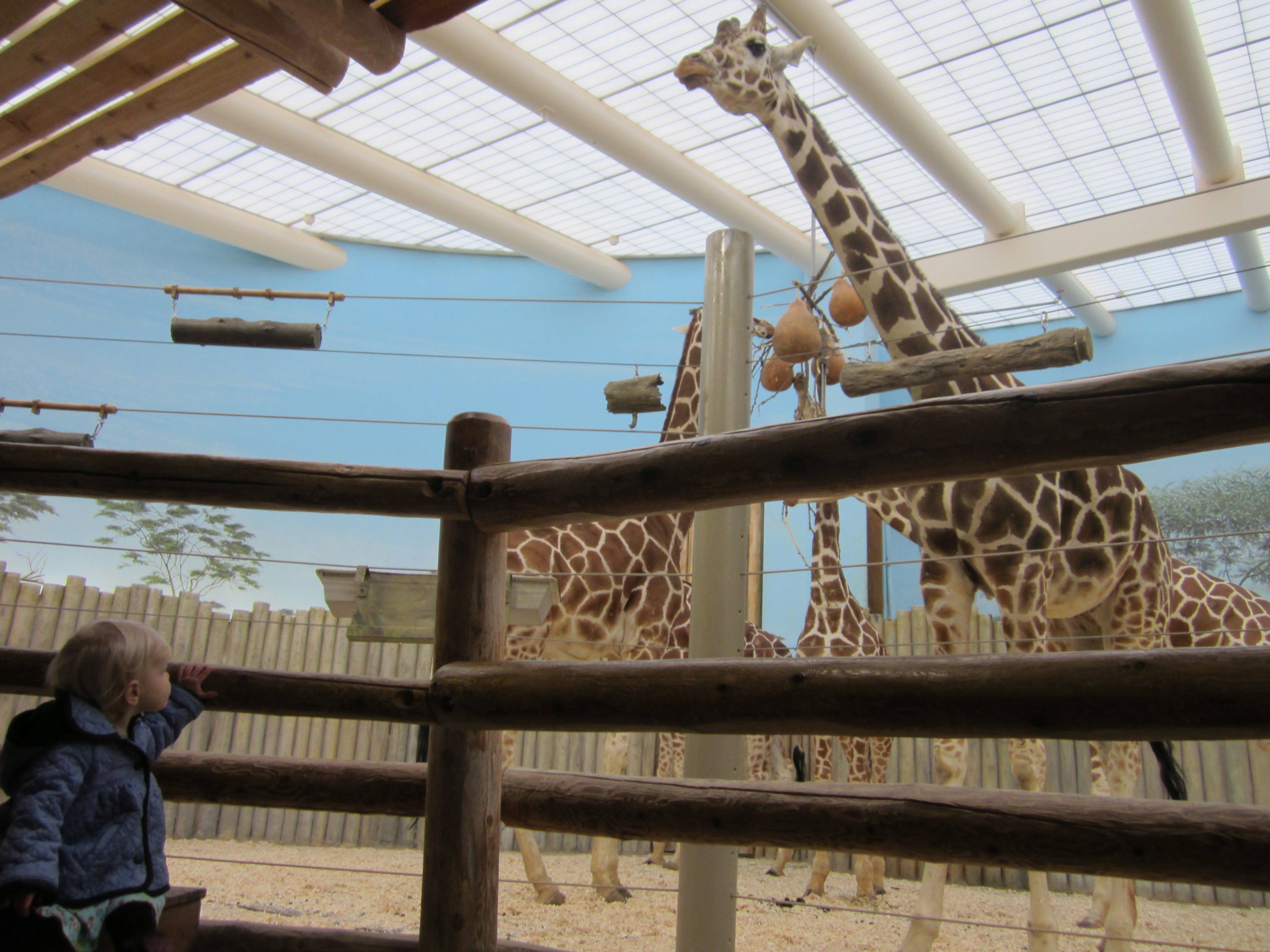 Peeper visits the giraffes at the Brookfield Zoo in Illinois during Christmas.